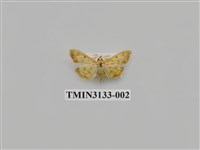 藏品(螟蛾261)的圖片